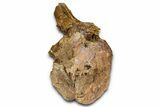 Hadrosaur (Edmontosaurus) Anterior Caudal Vertebra - Wyoming #371512-2